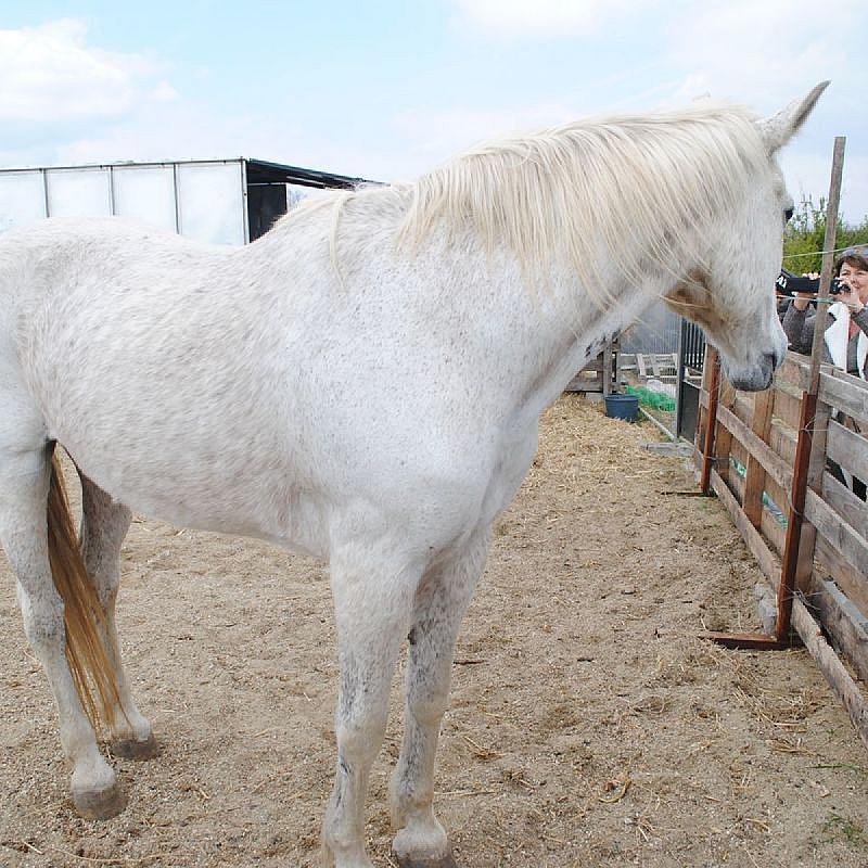 Rózsapark Vendégház Demjén