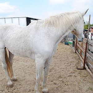 Rózsapark Vendégház Demjén