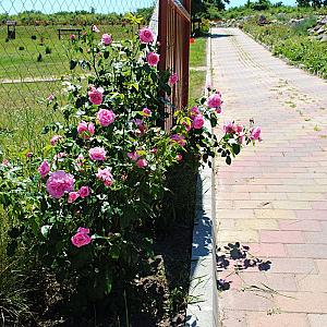 Rózsapark Vendégház Demjén