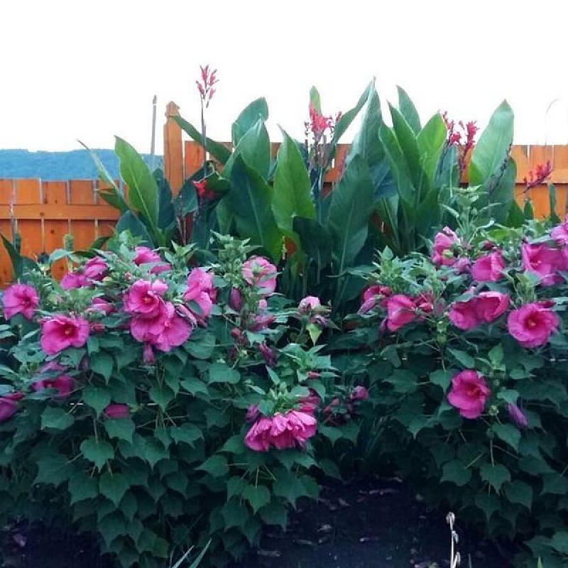 Rózsapark Vendégház Demjén