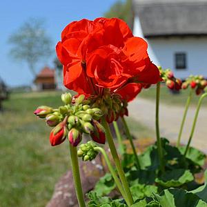 Kunsági Major Hotel Kerekegyháza