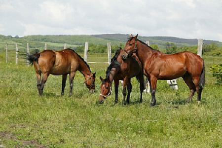 Teleki-Degenfeld Kastélyszálló Szirák
