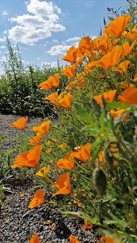 Chloro’Feel • art • meetup • green’collective