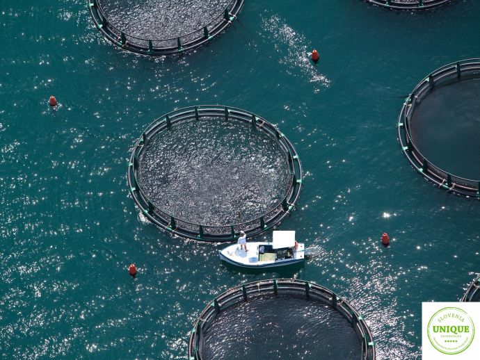 Portorož és Piran: Céges rendezvények mediterrán gyöngyszemei