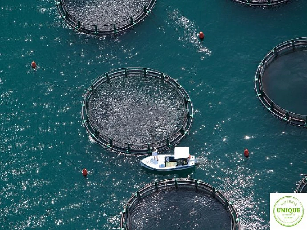 Portorož és Piran: Céges rendezvények mediterrán gyöngyszemei